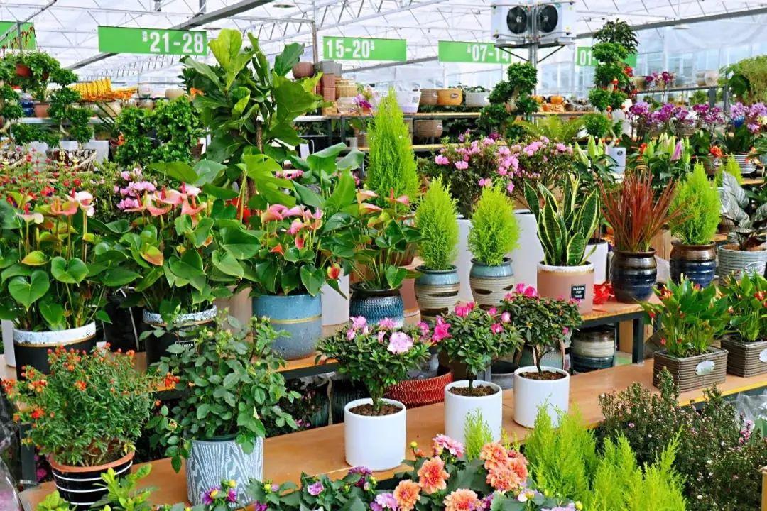 西安花鸟市场(北京最大的花鸟市场)