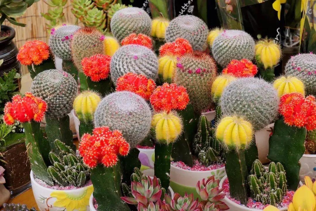 西安花鸟市场(北京最大的花鸟市场)