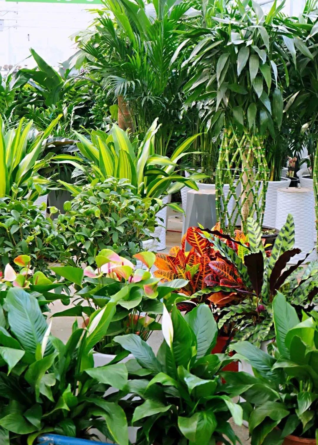 西安花鸟市场(北京最大的花鸟市场)