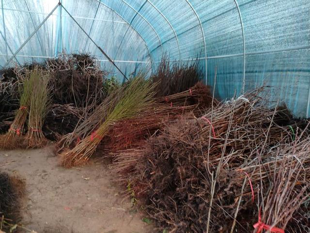 海棠果树苗多少钱一棵，海棠果树多少钱一颗（调查丨网店售卖假苗木生意）