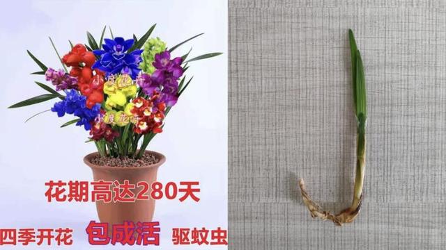 海棠果树苗多少钱一棵，海棠果树多少钱一颗（调查丨网店售卖假苗木生意）