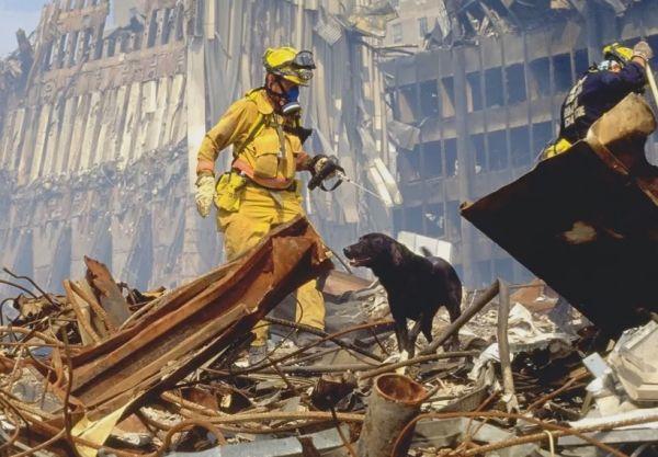 犬业信息网，狗狗历史上40个里程碑（犬类管理平台）