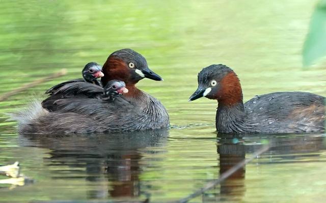 鸬鹚拼音怎么读，鸬鹚拼音（南宁青秀山兰湖䴙䴘浮巢失踪）