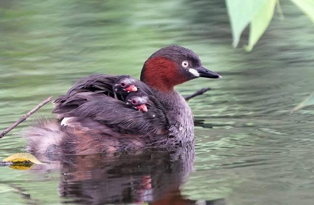 鸬鹚拼音怎么读，鸬鹚拼音（南宁青秀山兰湖䴙䴘浮巢失踪）