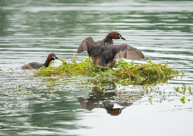 鸬鹚拼音怎么读，鸬鹚拼音（南宁青秀山兰湖䴙䴘浮巢失踪）