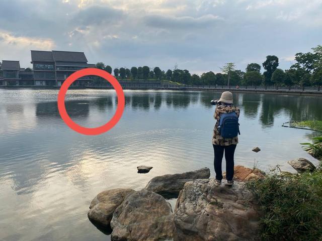 鸬鹚拼音怎么读，鸬鹚拼音（南宁青秀山兰湖䴙䴘浮巢失踪）