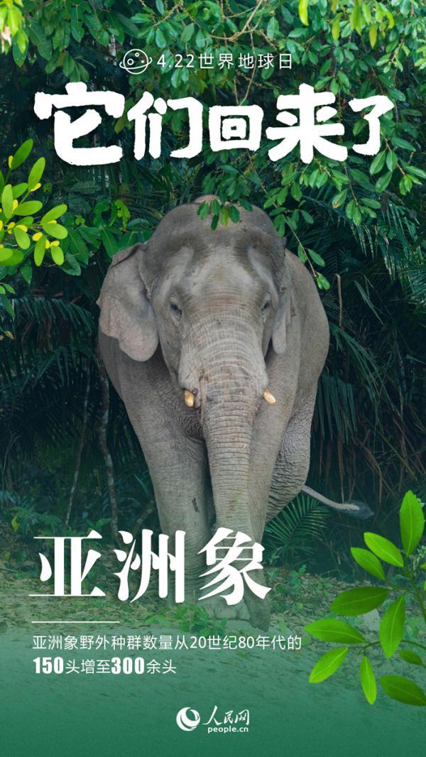 保护野生动物海报，保护野生动物海报设计理念（九张海报看中国野生动物保护成绩单）