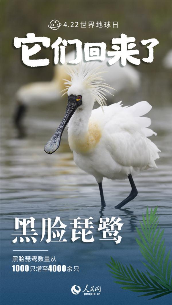 保护野生动物海报，保护野生动物海报设计理念（九张海报看中国野生动物保护成绩单）