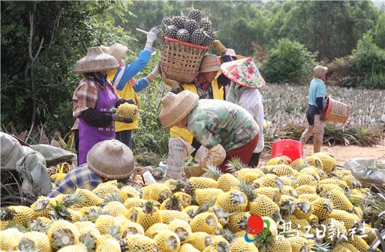 金钻（金钻凤梨），雷州千亩金钻凤梨喜获丰收（金钻凤梨产地哪里）