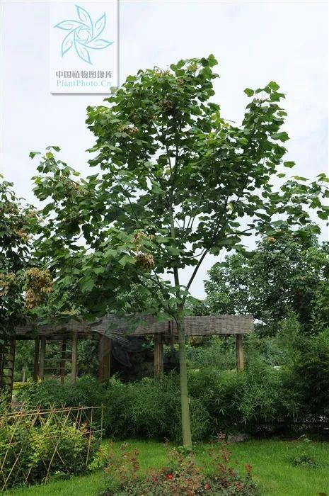杏桐花是什么花，杏桐花长什么样（最美四月天里的紫白花——泡桐丨花花万物）