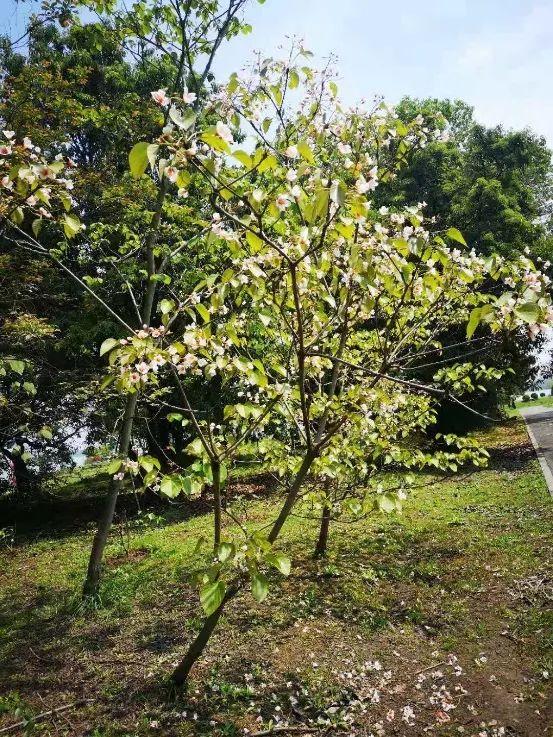 杏桐花是什么花，杏桐花长什么样（最美四月天里的紫白花——泡桐丨花花万物）