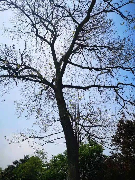 杏桐花是什么花，杏桐花长什么样（最美四月天里的紫白花——泡桐丨花花万物）