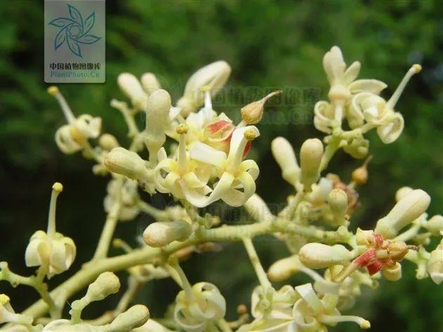 杏桐花是什么花，杏桐花长什么样（最美四月天里的紫白花——泡桐丨花花万物）