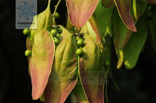 杏桐花是什么花，杏桐花长什么样（最美四月天里的紫白花——泡桐丨花花万物）