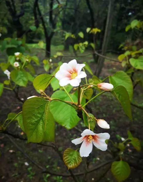 杏桐花是什么花，杏桐花长什么样（最美四月天里的紫白花——泡桐丨花花万物）