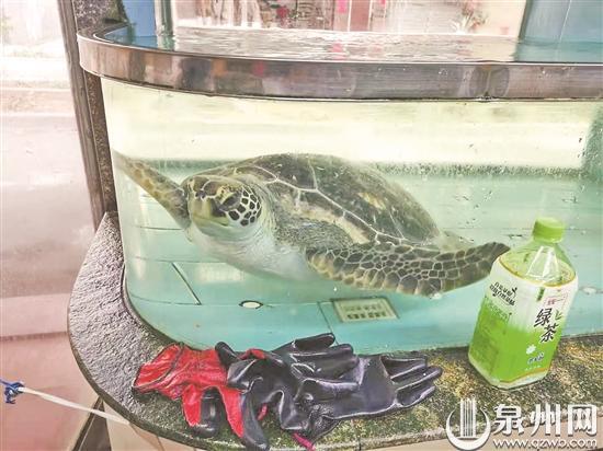 海龟是保护动物吗，野生海龟是保护动物吗（国家一级野生保护动物绿海龟被当做宠物圈养7年）