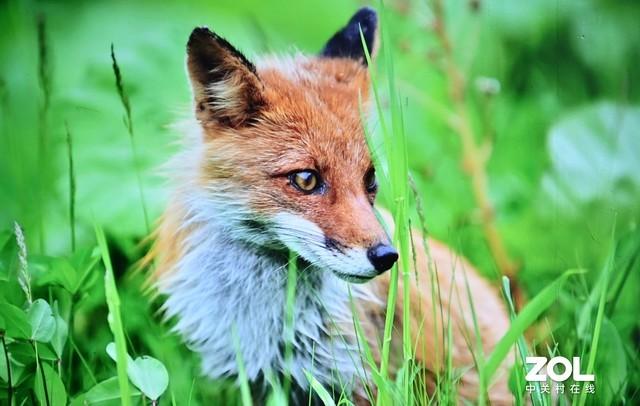 坚果墙怎么折，坚果墙是什么坚果（坚果智慧墙O1评测）