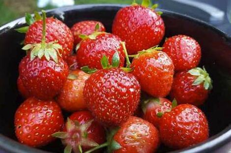 草莓的营养价值，草莓的营养价值是什么（吃草莓好处竟有这么多）