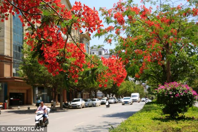 凤凰花（凤凰花花语，云南巧家：凤凰花开红艳艳（凤凰花花语传说）
