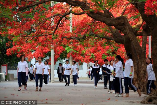凤凰花（凤凰花花语，云南巧家：凤凰花开红艳艳（凤凰花花语传说）