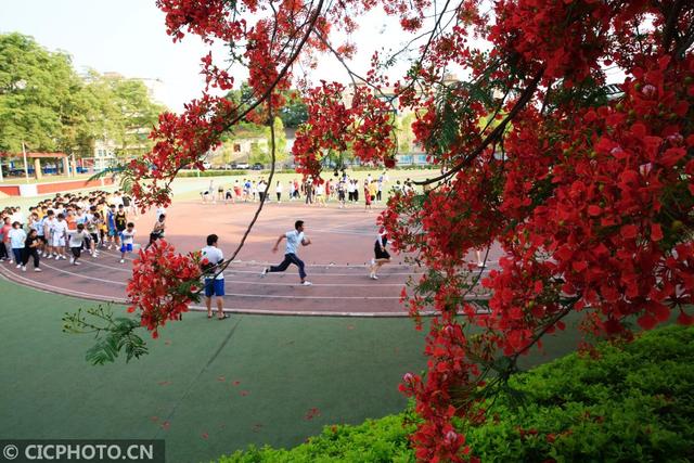 凤凰花（凤凰花花语，云南巧家：凤凰花开红艳艳（凤凰花花语传说）