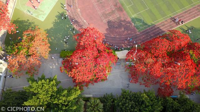 凤凰花（凤凰花花语，云南巧家：凤凰花开红艳艳（凤凰花花语传说）