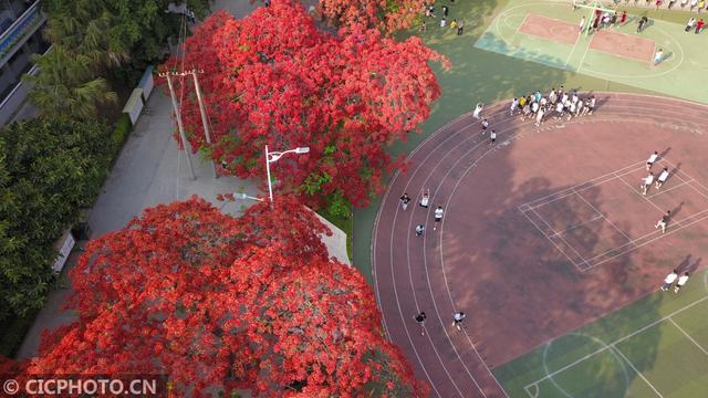 凤凰花（凤凰花花语，云南巧家：凤凰花开红艳艳（凤凰花花语传说）