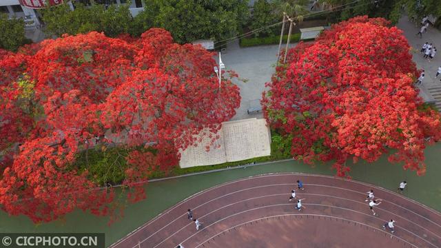 凤凰花（凤凰花花语，云南巧家：凤凰花开红艳艳（凤凰花花语传说）