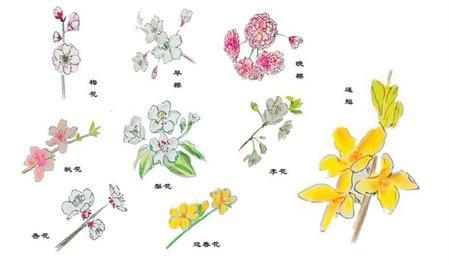梨花是什么颜色，满园春色如何识得“她”