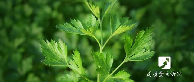 金针菇嘌呤高吗，金针菇含嘌呤高吗（正在偷偷升高你的尿酸）