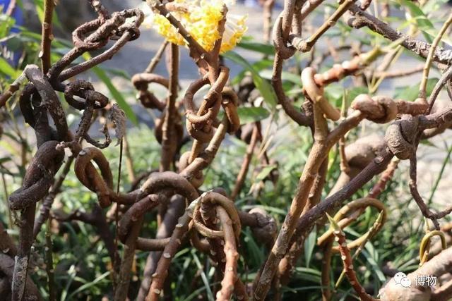 滇结香的功效与作用，绿萝花是那里产的（“再问自杀”的那个结香）