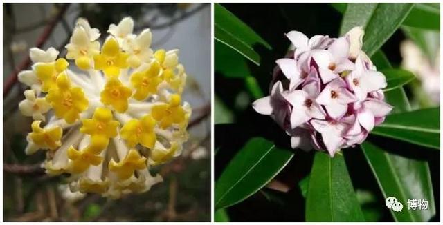 滇结香的功效与作用，绿萝花是那里产的（“再问自杀”的那个结香）