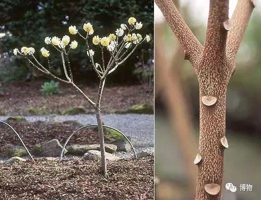 滇结香的功效与作用，绿萝花是那里产的（“再问自杀”的那个结香）