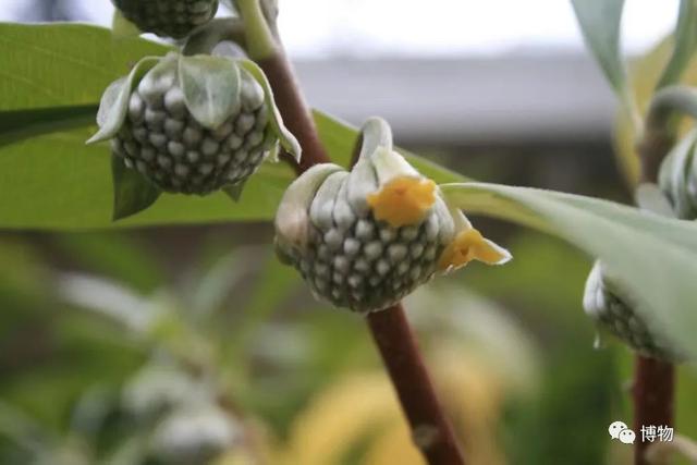 滇结香的功效与作用，绿萝花是那里产的（“再问自杀”的那个结香）