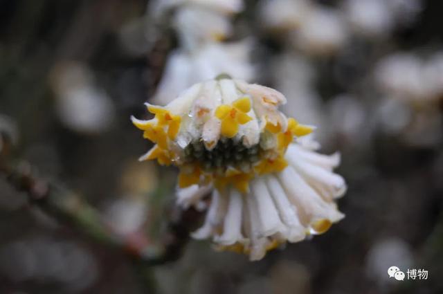 滇结香的功效与作用，绿萝花是那里产的（“再问自杀”的那个结香）