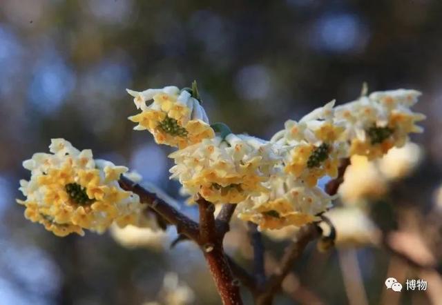 滇结香的功效与作用，绿萝花是那里产的（“再问自杀”的那个结香）