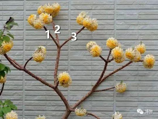 滇结香的功效与作用，绿萝花是那里产的（“再问自杀”的那个结香）