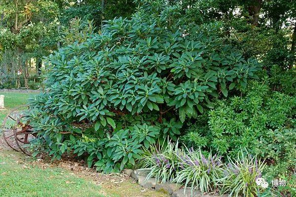 滇结香的功效与作用，绿萝花是那里产的（“再问自杀”的那个结香）