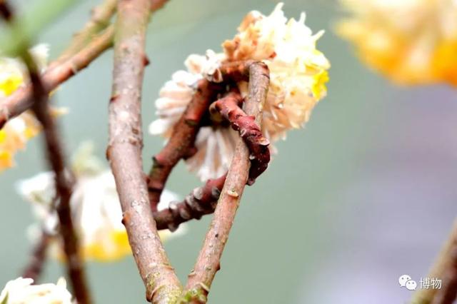 滇结香的功效与作用，绿萝花是那里产的（“再问自杀”的那个结香）