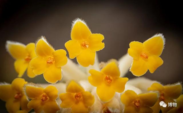 滇结香的功效与作用，绿萝花是那里产的（“再问自杀”的那个结香）