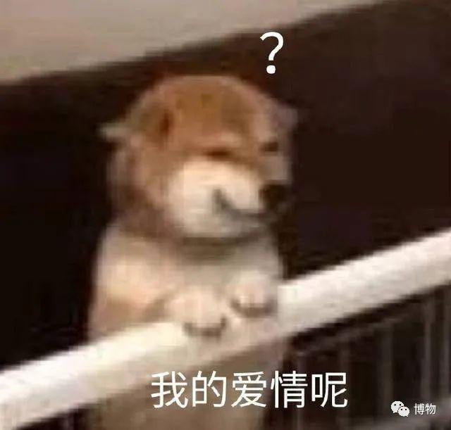 滇结香的功效与作用，绿萝花是那里产的（“再问自杀”的那个结香）