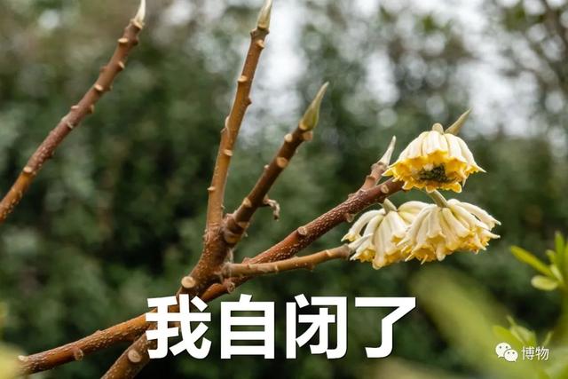 滇结香的功效与作用，绿萝花是那里产的（“再问自杀”的那个结香）