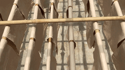 滇结香的功效与作用，绿萝花是那里产的（“再问自杀”的那个结香）