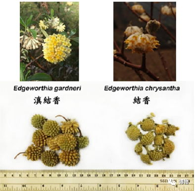 滇结香的功效与作用，绿萝花是那里产的（“再问自杀”的那个结香）