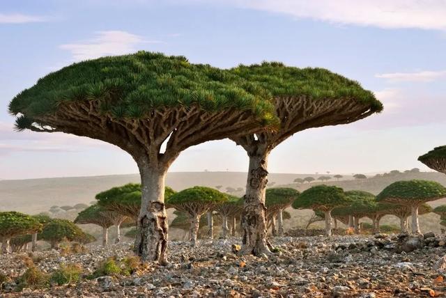 也门是哪里，也门是哪里的电话（也门，令人心碎的美丽）