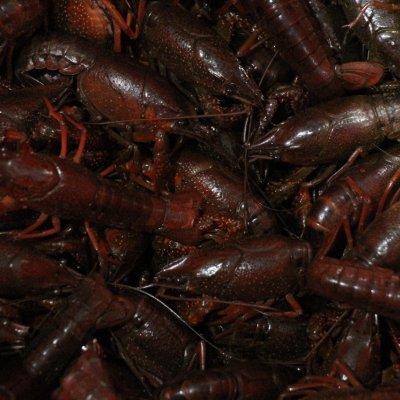 小龙虾加什么配菜好吃，小龙虾加什么配菜好吃一点（麻麻辣辣鲜掉眉毛的小龙虾）