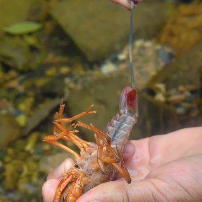 小龙虾过油要多长时间（蒜蓉小龙虾，赶紧学起来）