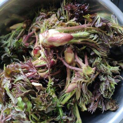 刺老芽怎样去除小窍门，刺老芽有刺怎么处理（一定要收藏的东北刺老芽炒鸡蛋）