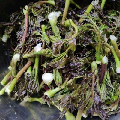 刺老芽怎样去除小窍门，刺老芽有刺怎么处理（一定要收藏的东北刺老芽炒鸡蛋）