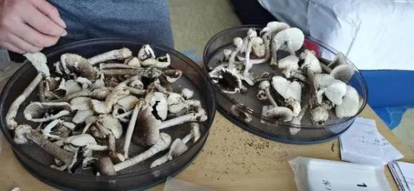 50g等于多少斤，50克等于多少斤（中山惊现大群剧毒鹅膏菌）